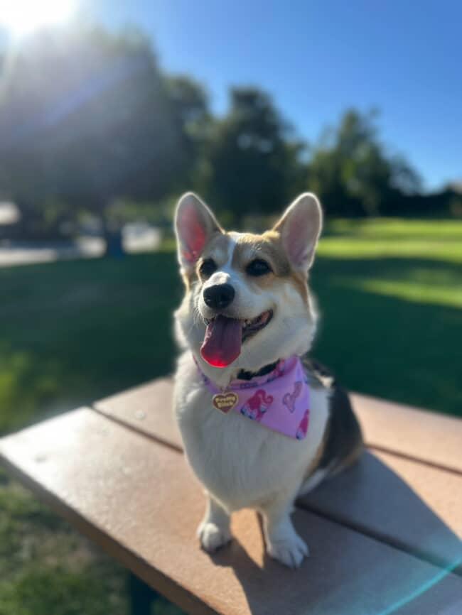 Malibu Mutt