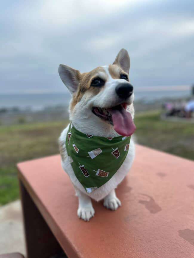 Chai Paw Latte