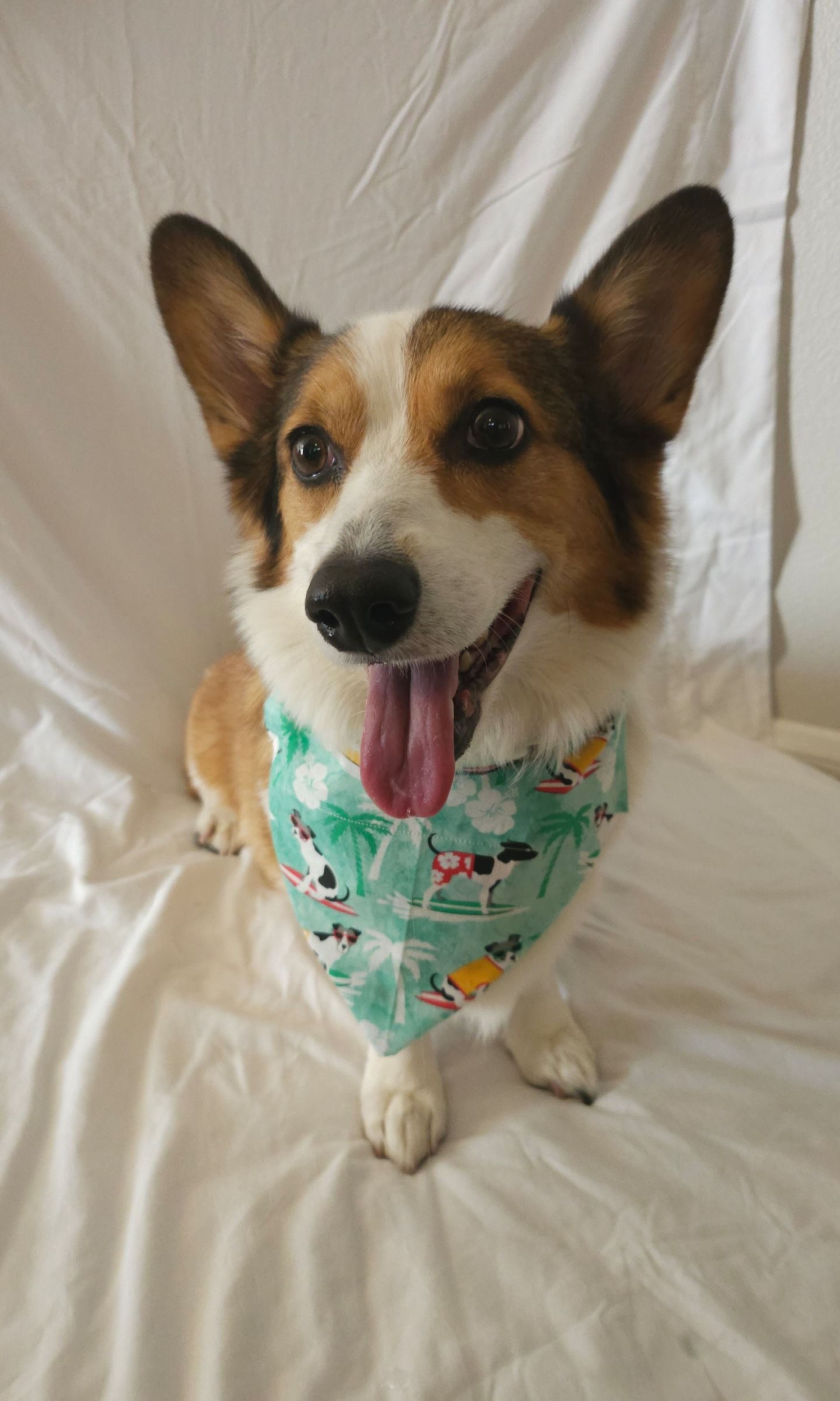 Surf n' Dawg
