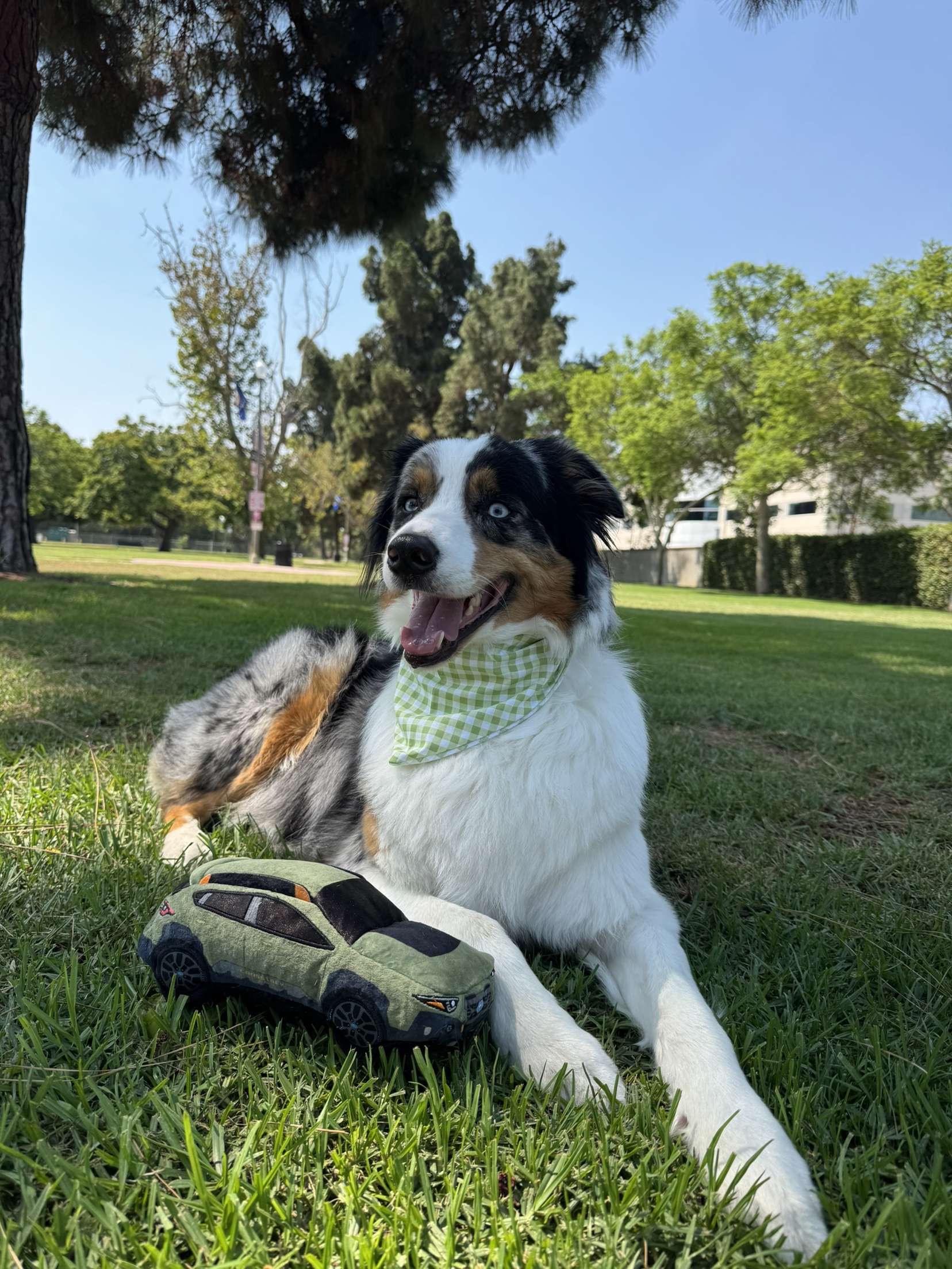 Picnic Paws