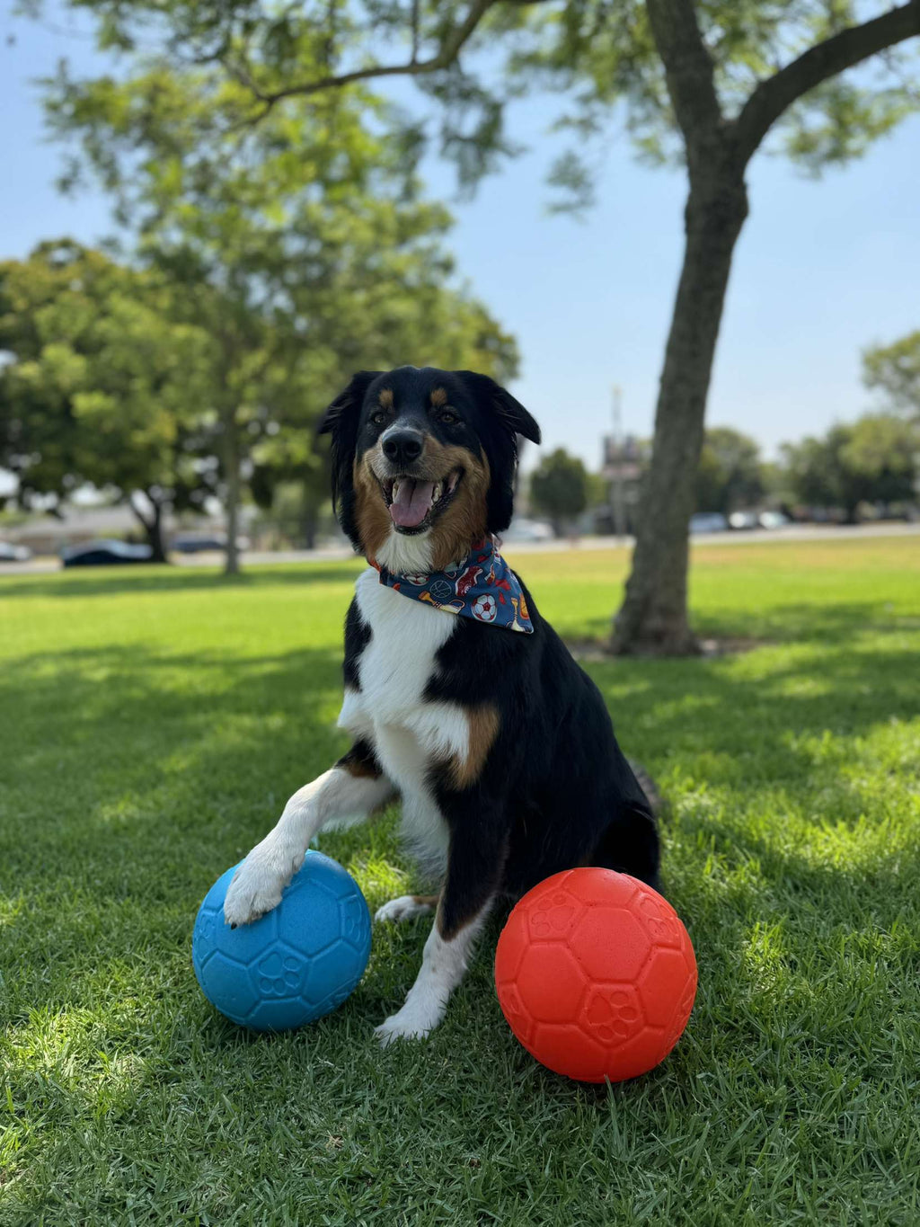 All-Star Pup
