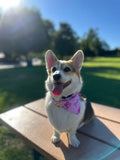 Malibu Mutt